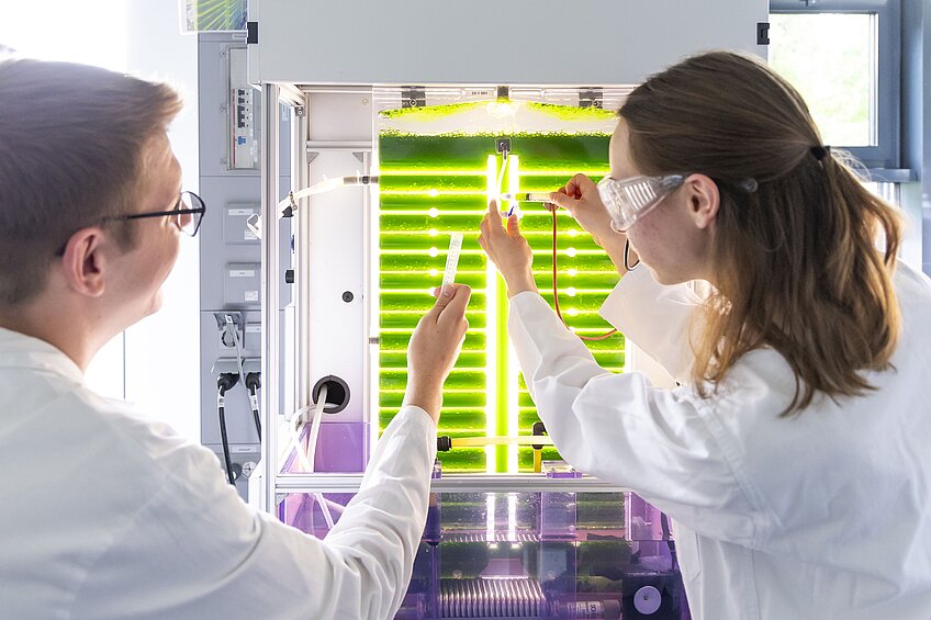 Photobioreaktoren im Labor, in denen Mikroalgen kultiviert werden. Die Algen sollen künftig in Klärwerken zur Lösung mehrerer Umweltprobleme beitragen.